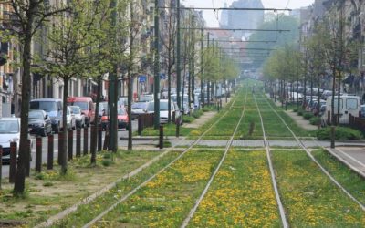 Forest adopte un règlement pour faciliter la verdurisation des rues par ses habitants